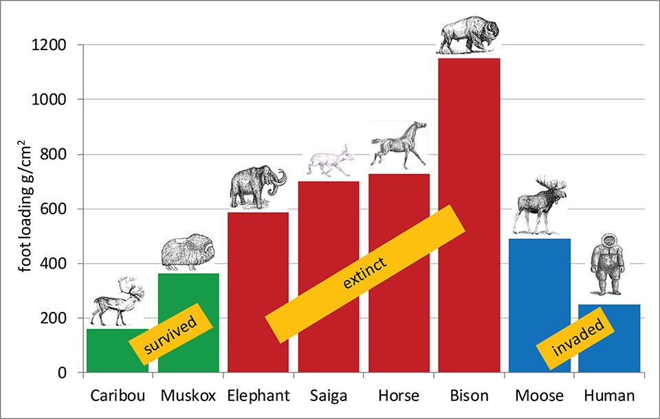 A graph showing the "foot load" or weight for size of different ice age species.