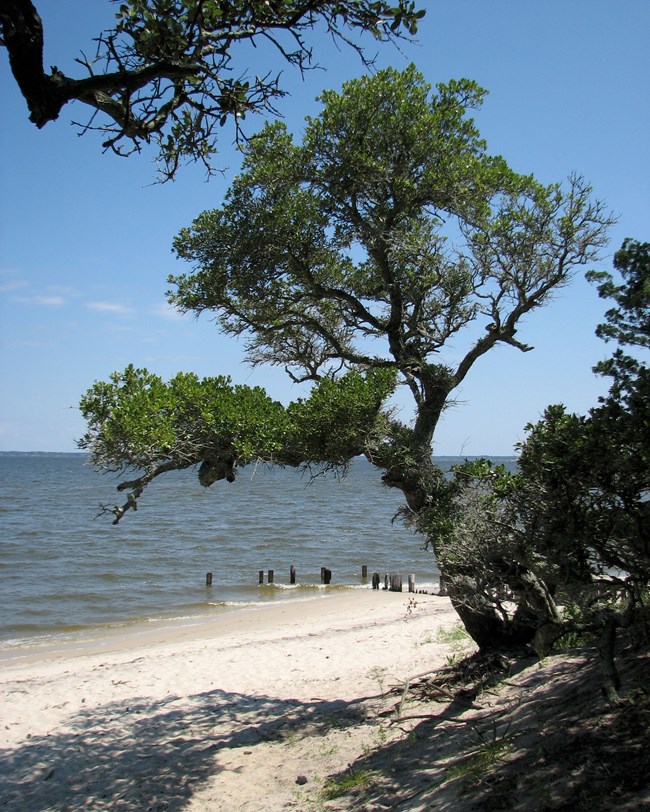 fora-roanoke-island-nocover beach and shoreline