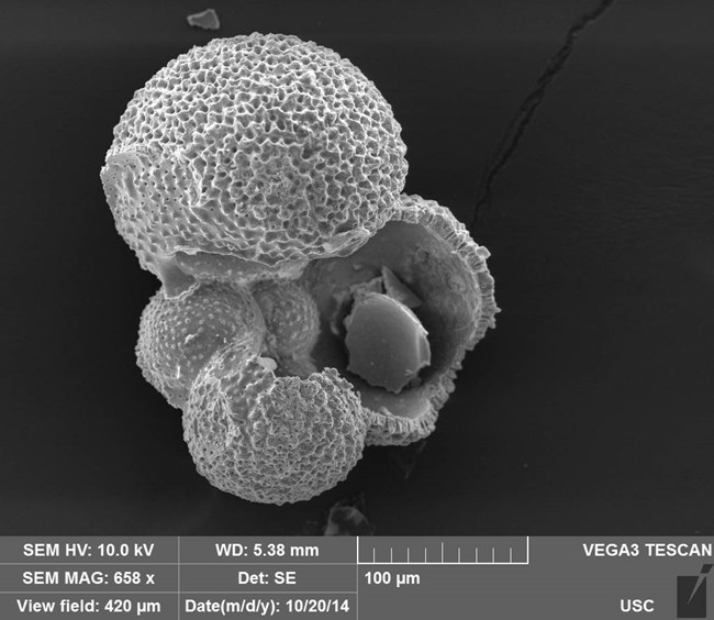 Foraminifera shell Microscopic, multi-lobed shell, broken on one place.