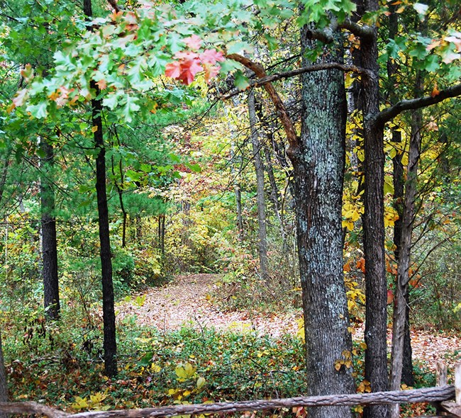 A hiking trail through a forest with thick understory vegetation