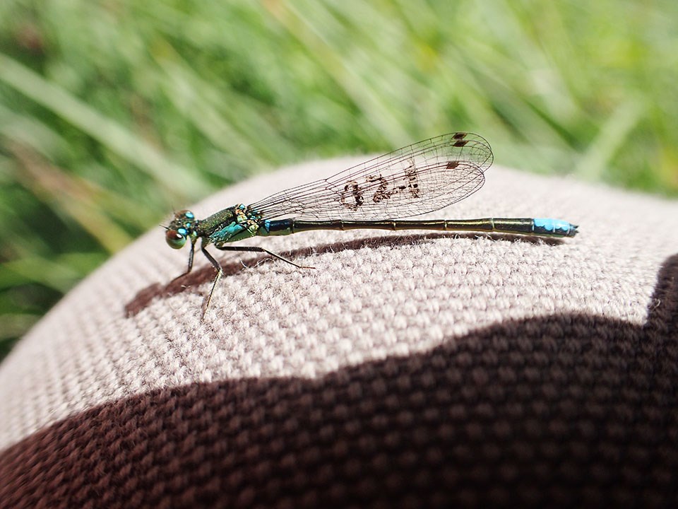 Male forktail damselfly Male forktail damselfly with an identifying number penned onto its wing