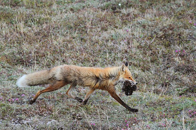 a fox carrying several dead voles in its mouth