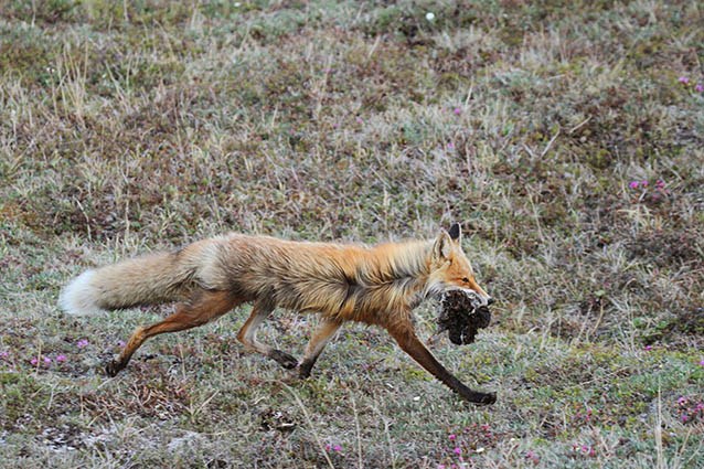 fox and vole a fox carrying several dead voles in its mouth