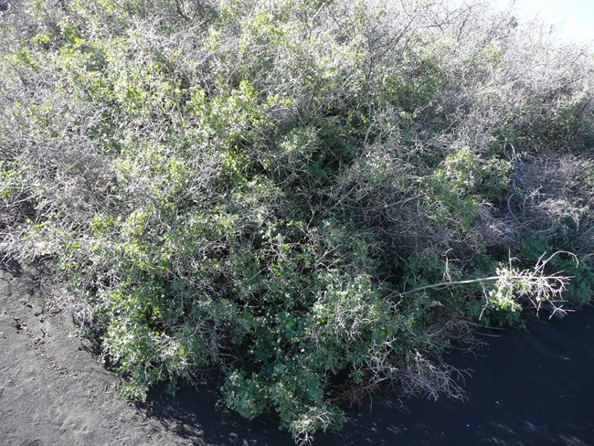 fragrant sumac