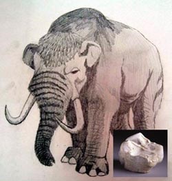 [drawing] Illustration of mastodon with inset photo of mastodon tooth.