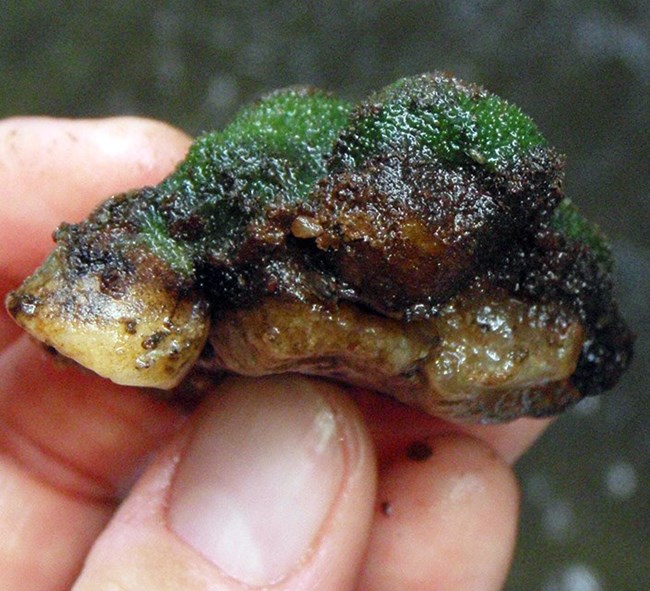 A coarse, green sponge attached to a stream rock