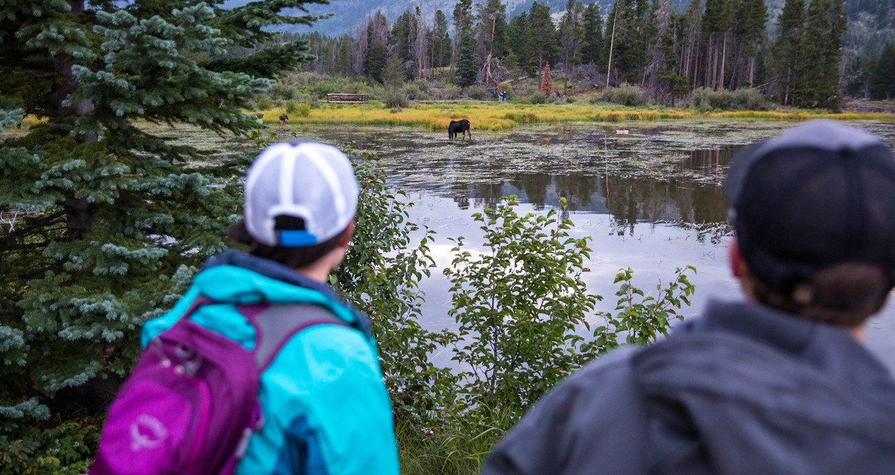 two people watch moose across a lake
