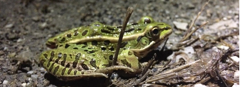 Frog near road at Cuyahoga Valley National Park