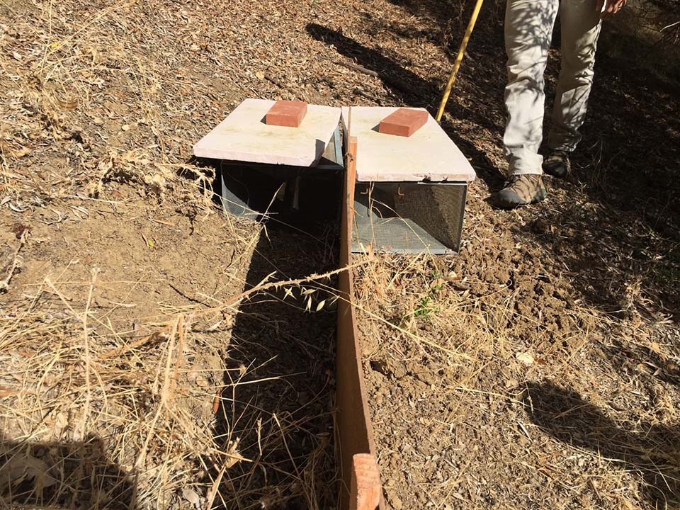 Two funnel traps on either side of a section of plywood drift fencing