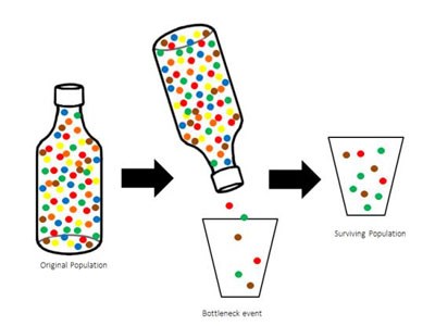 Diagram, showed with bottle figures and cups, filled with colored dots. From left to right, a bottle filled with colored dots, an arrow pointing to the right, the bottle emptying into a cup, an arrow to the right, colored dots cup