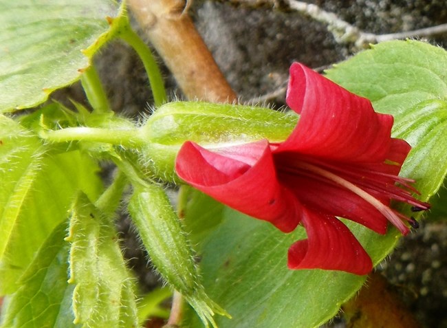 Geranium arboreum