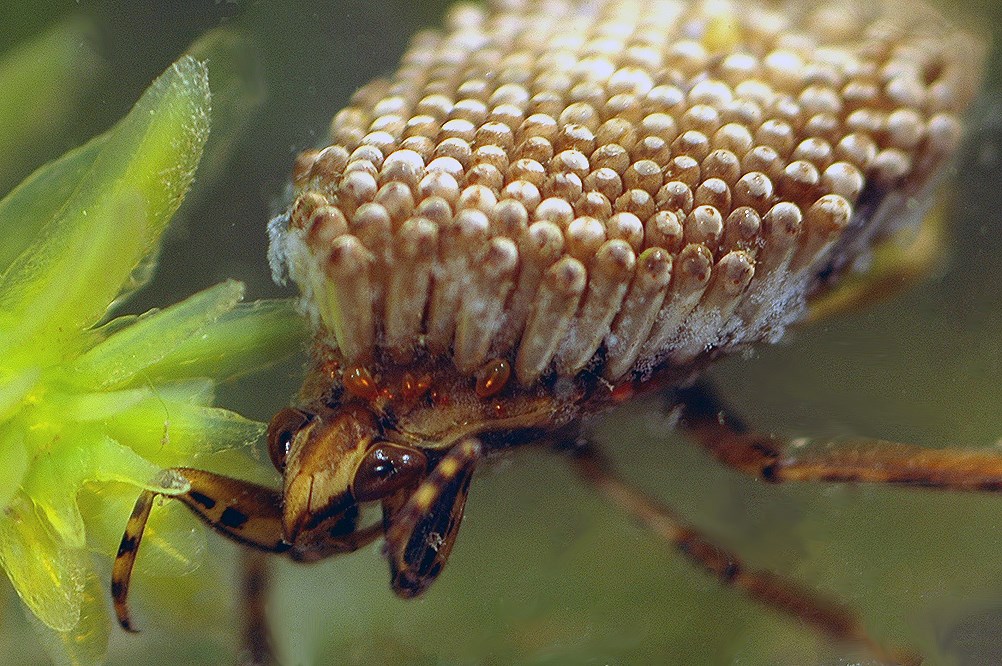 Brown, flattened bug with many whitish, columnar eggs attached to its back.