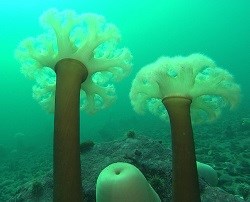 glba anemones2 two anemones in the water