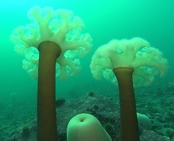 two anemones in the water