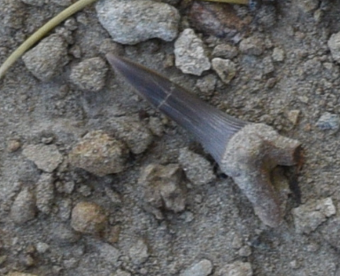 fossil shark tooth