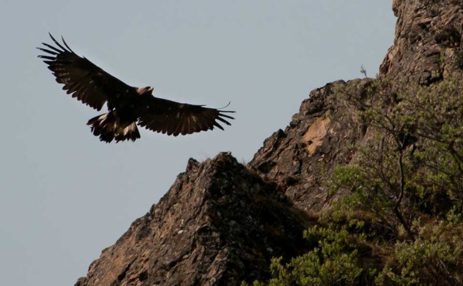 goldeneagle_dena A Golden Eagle flies from a high mountain peak.