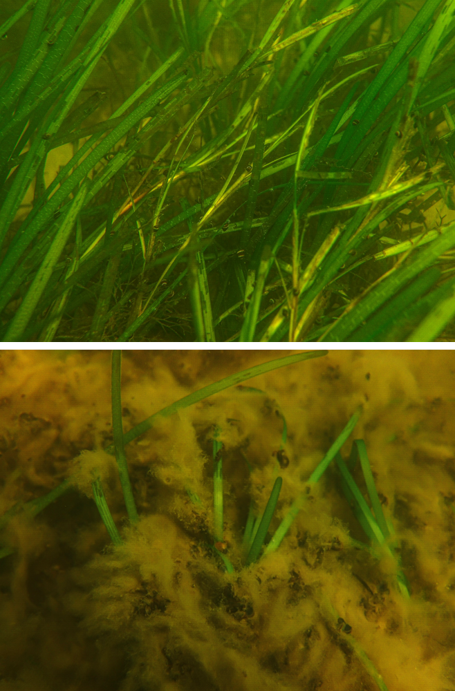 healthy vs unhealthy example of seagrass