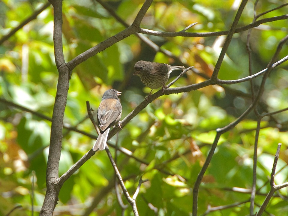 A pair of Dark-Eyed Juncos perch in a tree at John Muir National Historic Site