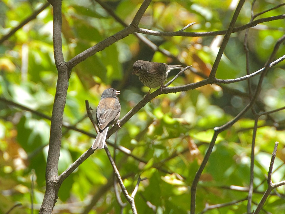 good_juncos A pair of Dark-Eyed Juncos perch in a tree at John Muir National Historic Site