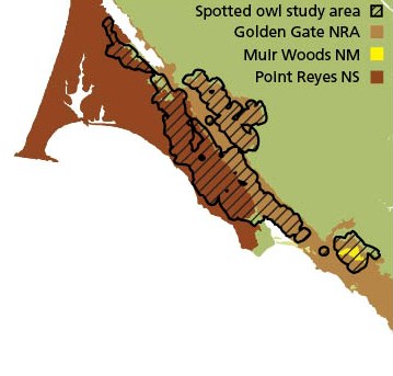 Spotted owl monitoring map Map showing that spotted owl monitoring occurs in segments of the GGNRA, Muir Woods NM, and Point Reyes NS.