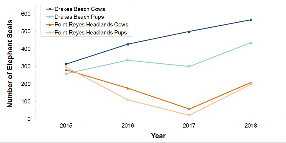 A line graph showing that Drakes Beach cow and pup counts have increased between 2015 and 2018, however the counts at the Point Reyes Headlands have decreased.