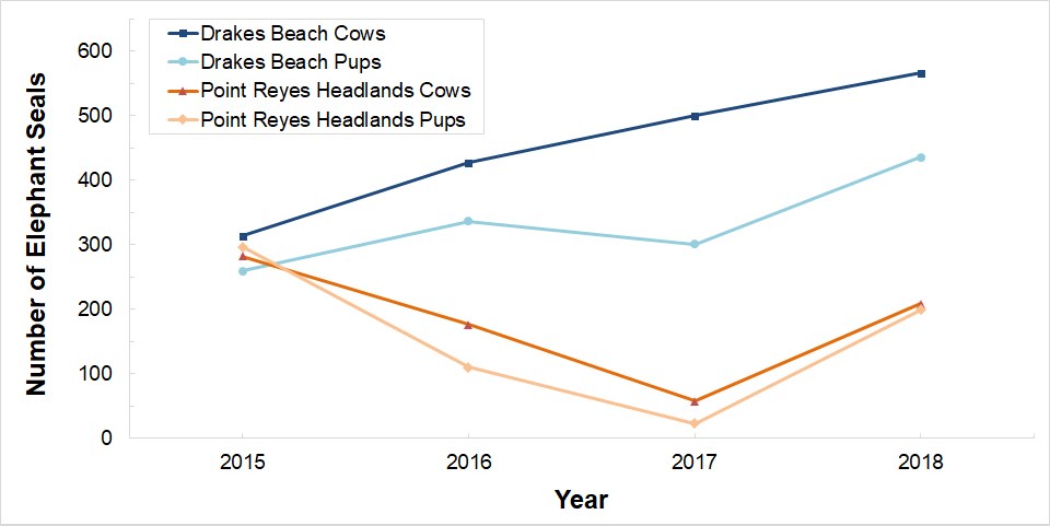 Seasonal Peak Elephant Seal Counts, 2015-2018 A line graph showing that Drakes Beach cow and pup counts have increased between 2015 and 2018, however the counts at the Point Reyes Headlands have decreased.