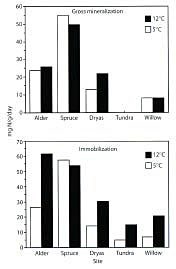 Results of laboratory study showing potential effects of soil warming on soil organic N mineralization rates (top plot), and soil microbial uptake of N (bottom plot) beneath major vegetation types, Asik watershed (from Binkley at al. 1994)