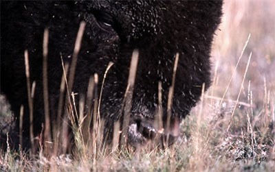 A close up of a bison grazing on grass, with taller pieces distorting the view of the bison