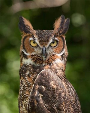 Brown bird with yellow eyes and feathers sticking up like horns.