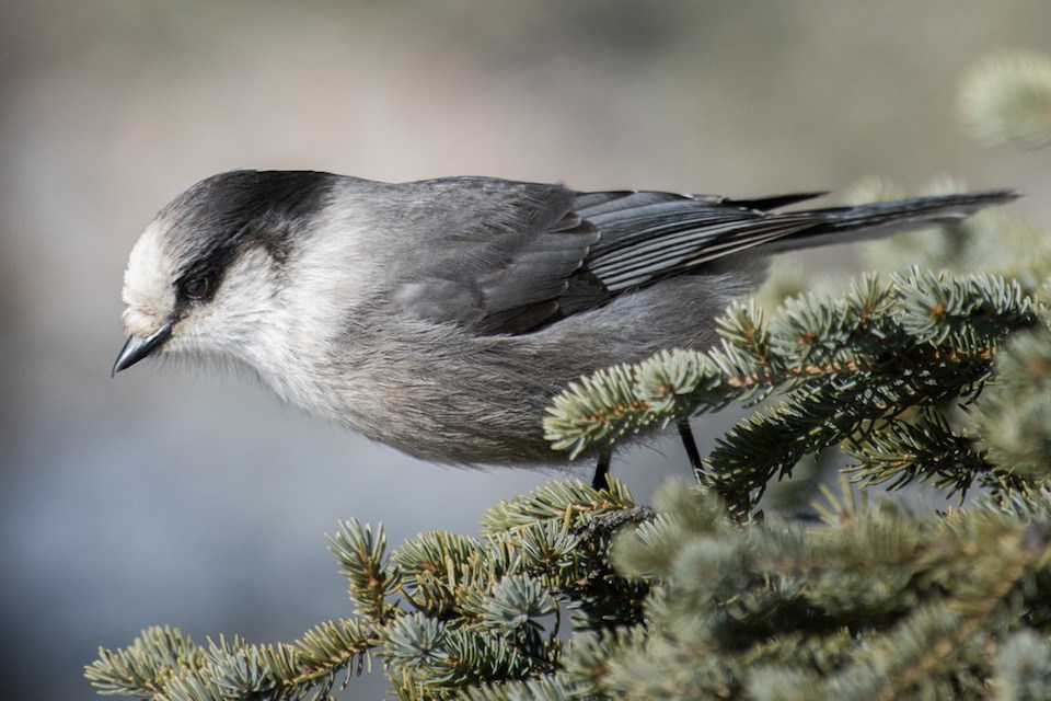 Gray Jay A grey and white bird perches on an evergreen branch.