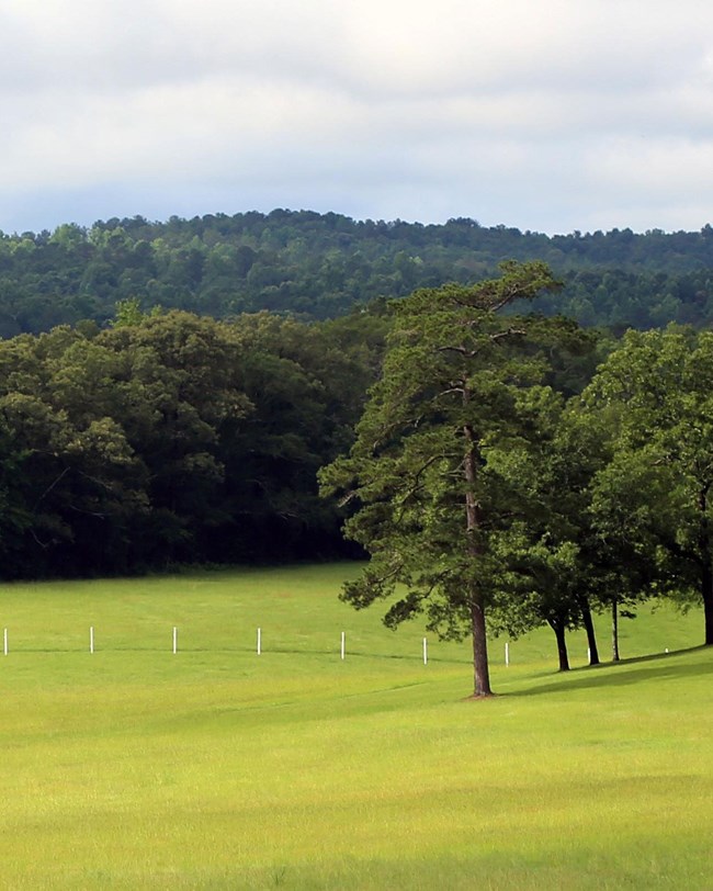 gri-cover-hobe grass field edged with trees