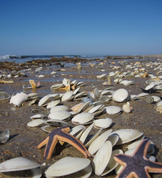 calo beach beach with shells