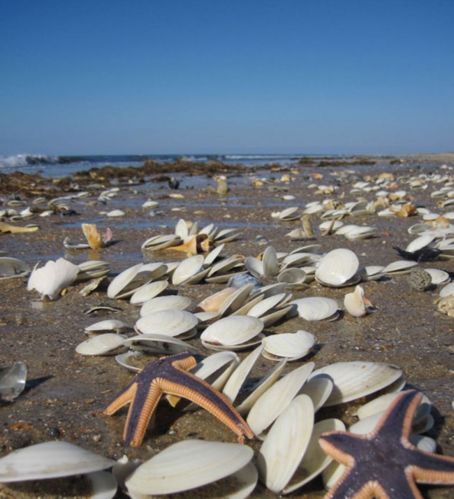 beach with shells