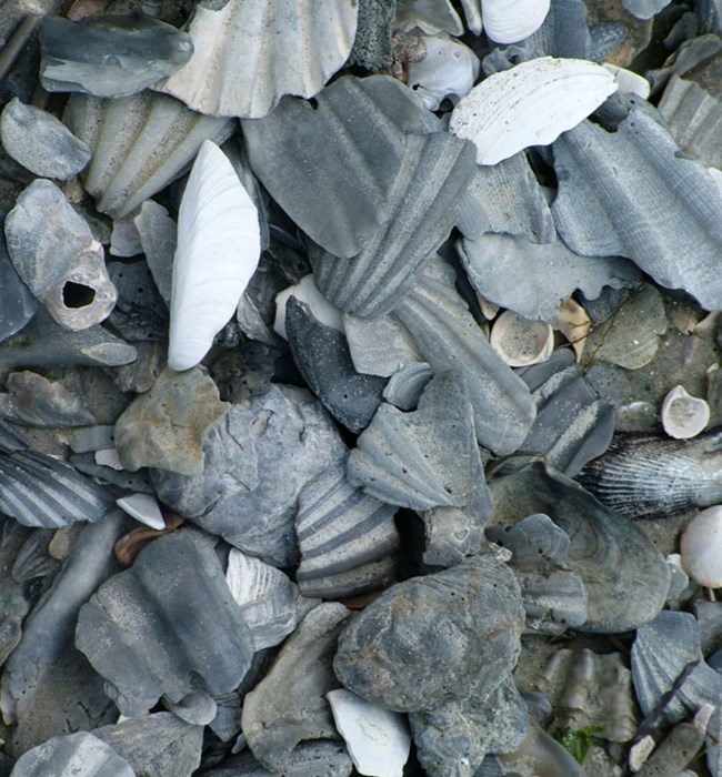 fossil shells