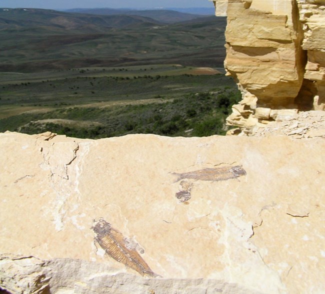 fossil fish on rock slab