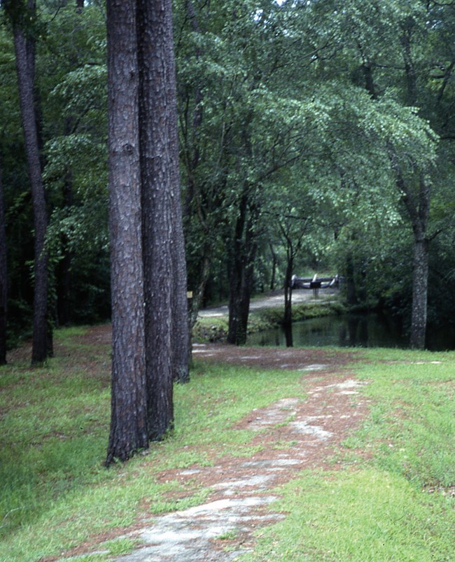 path through trees