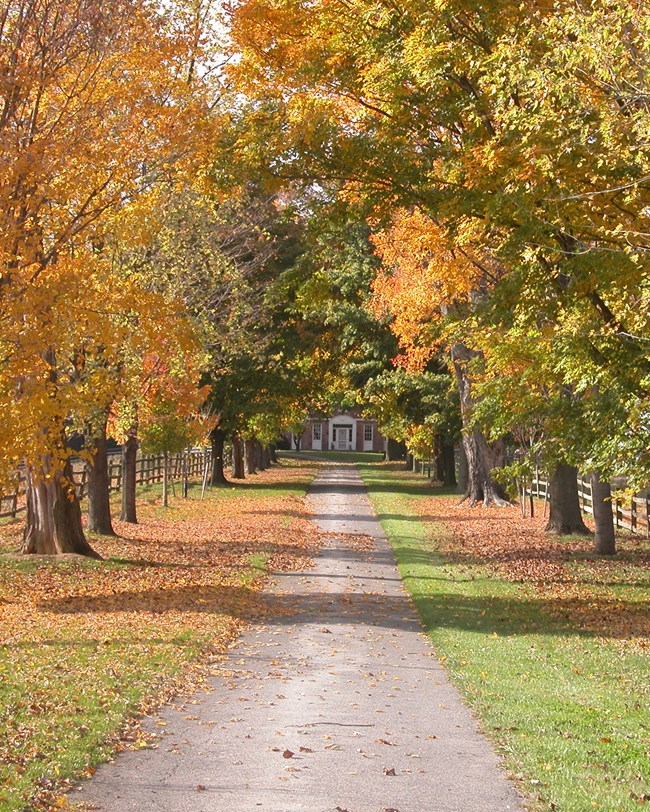 tree-lined driveway