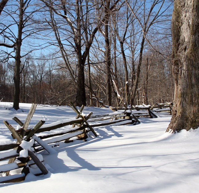 winter in forest