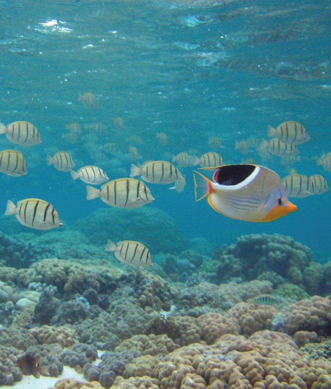 underwater view of fish and coral