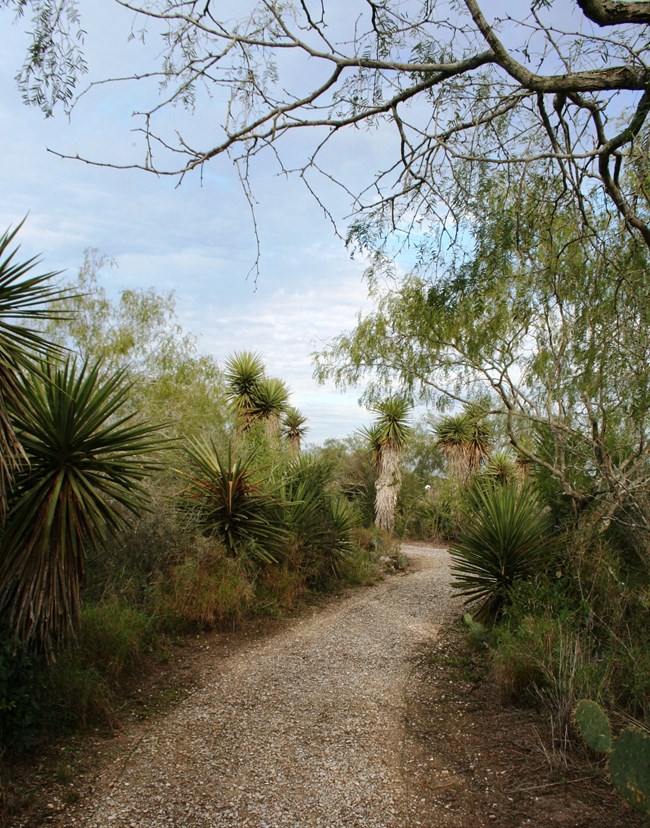 trail through chaparral