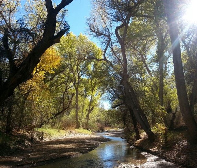 river flowing between tree lined banks