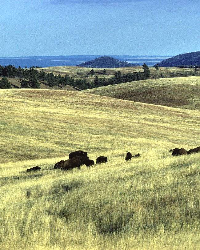 bison and rolling hills