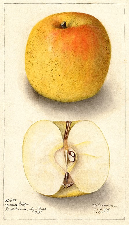 Watercolor illustration showing two views of a golden-colored apple. Top view is whole apple. Bottom view is apple cut in half with core and seeds showing.