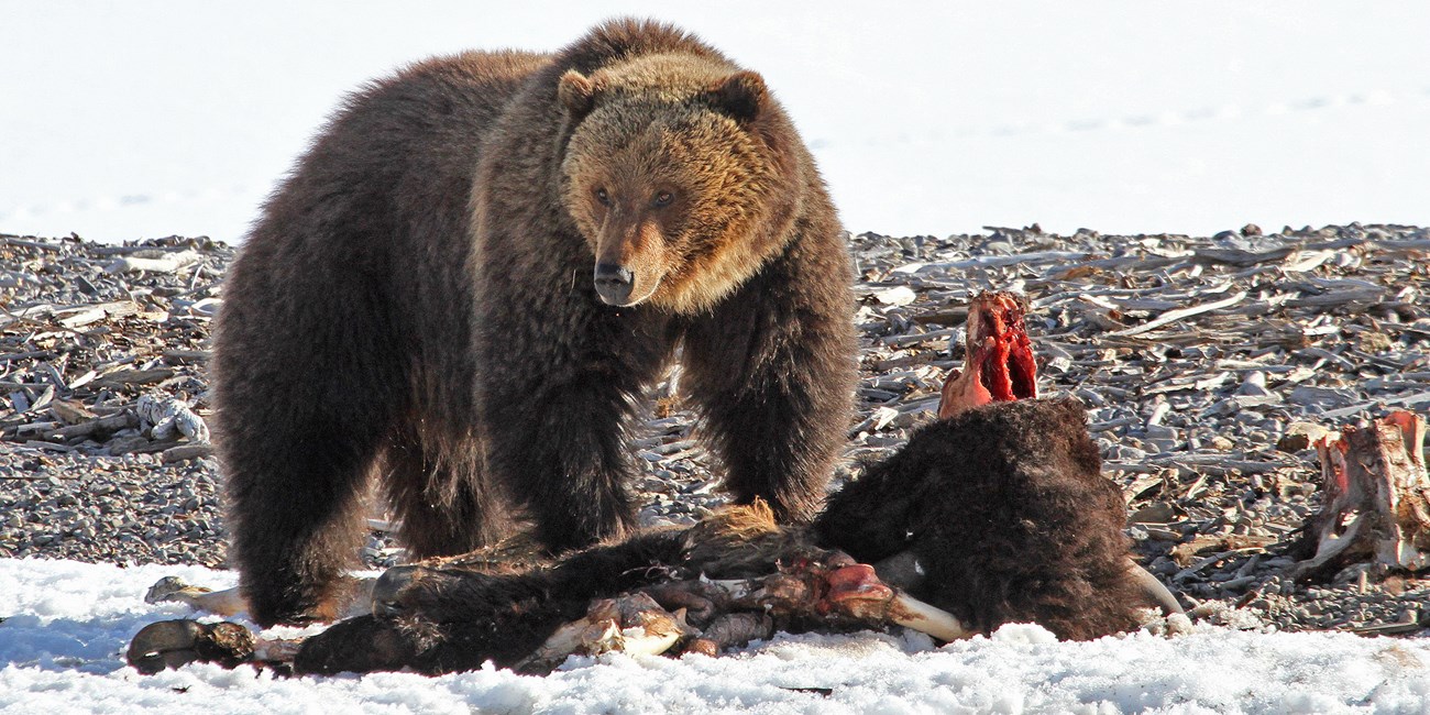 a grizzly bear feeding on a bison carcass
