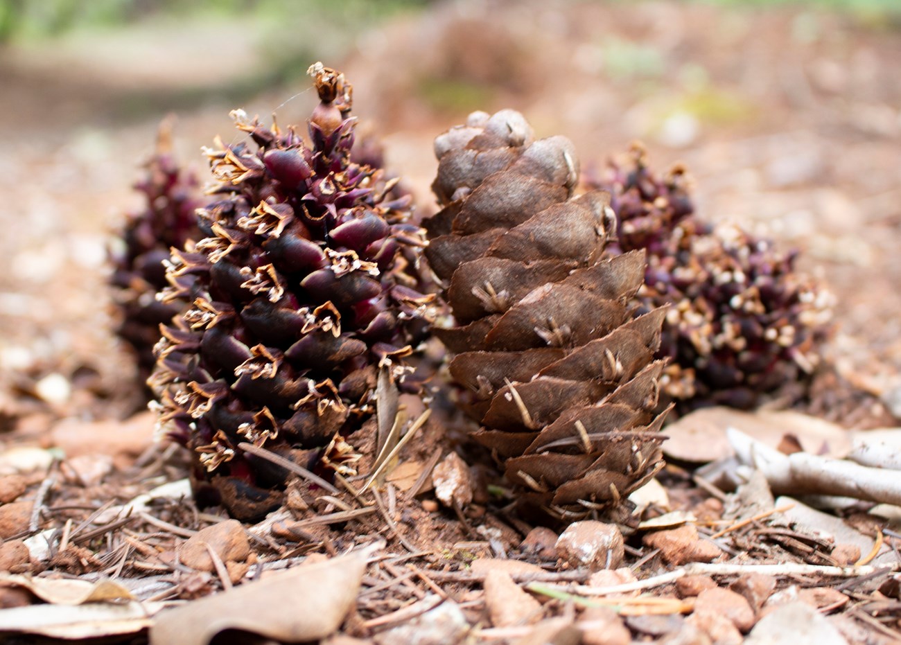 douglas fir tree cone