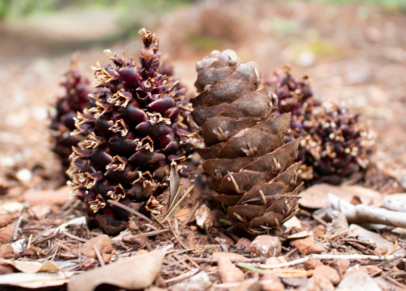 Purple groundcone standing next to similar looking Douglas-fir cone