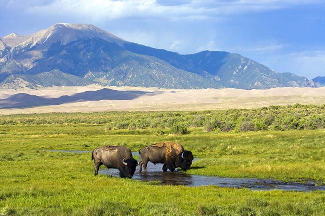 Bison in a sandsheet wetland two bison standing in a shallow wetland surrounded by green grass, with sand dunes in the background