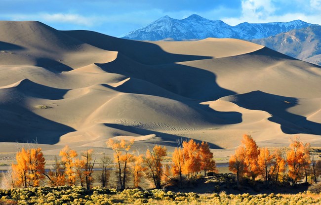 Cottonwood trees in front of sand dunes in Great Sand Dunes NP & Pres