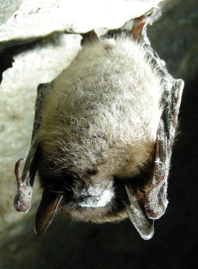 A bat hanging upside down with white fungus on its snout