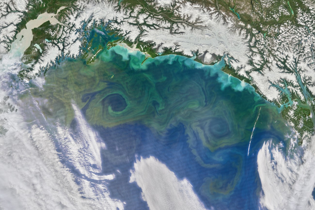 A satellite image of large green swirls from phytoplankton blooms in the Gulf of Alaska
